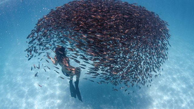 澳美女潜水员邂逅鱼群"风暴" 仿佛被吸进去一样