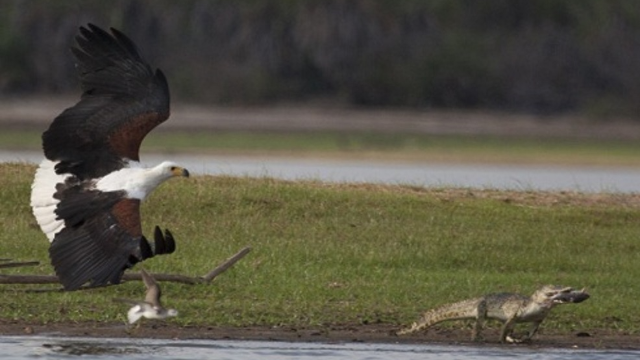 老鹰大战鳄鱼不料鳄鱼中了老鹰的诡计小鳄鱼直接被抓走