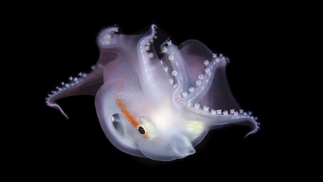 北京女孩在菲律宾拍到稀有七腕章鱼幼体 还是进食状态