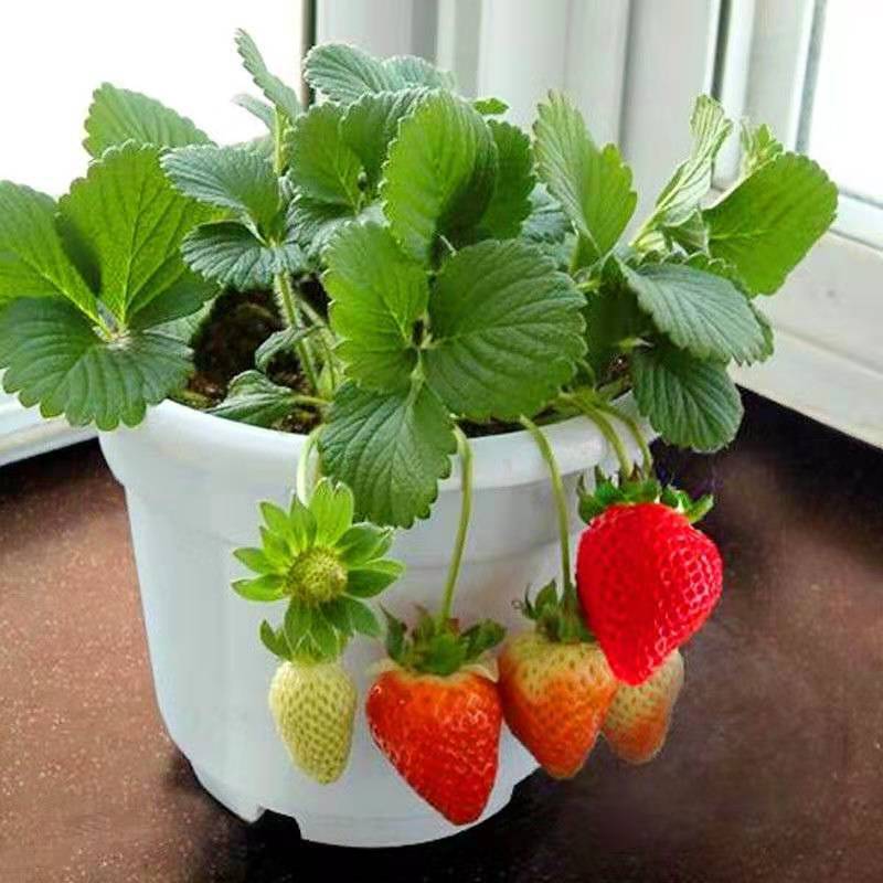 草莓盆栽白底图片