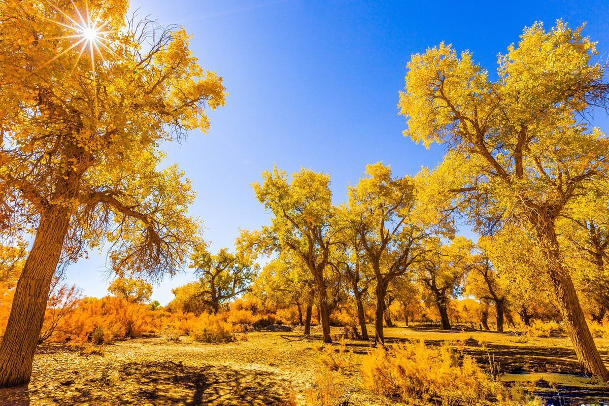 最美金秋:胡杨林,看的我已经控制不住内心的悸动