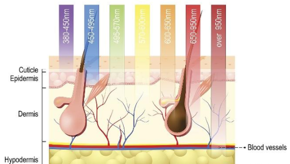 头发好不好主要还得看毛囊的健康程度