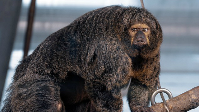 芬兰赫尔辛基动物园现肥胖肌肉猴