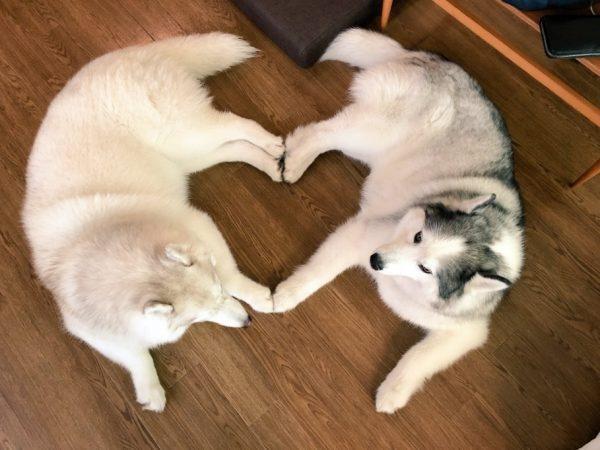 哈士奇秀恩爱,主人意外拍下它们比心的瞬间!__凤凰网