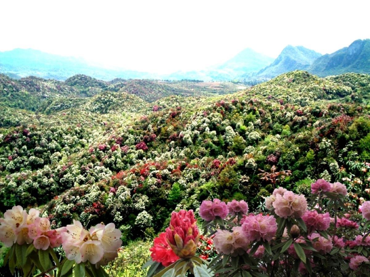 想在国内看到杜鹃花?让阿妹告诉你最佳的观赏地点吧!