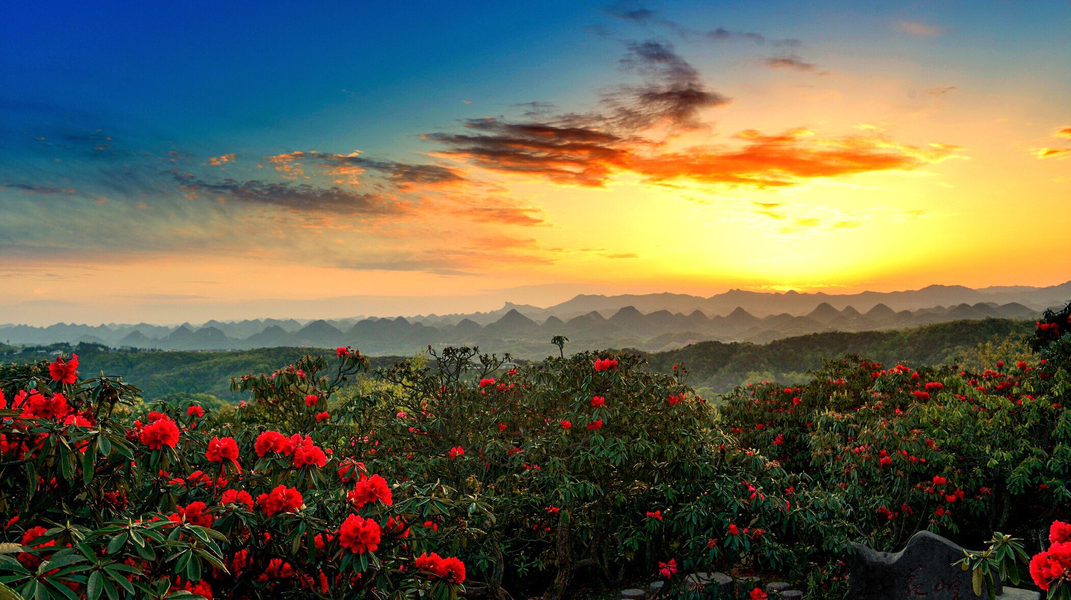 中国最大的杜鹃花海图片