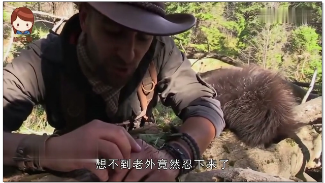 被豪猪刺扎是怎样的体验老外作死挑战意外发生了