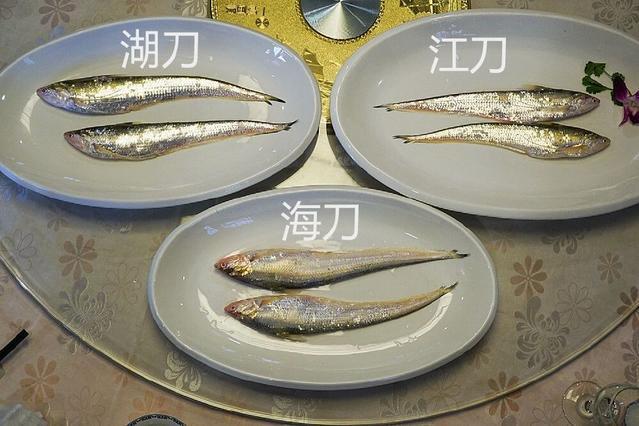 长江禁捕20003000块的刀鱼骗局你可别上当了