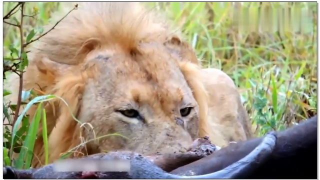 两头流浪雄狮的日常满脸雀斑风餐露食生存不易啊