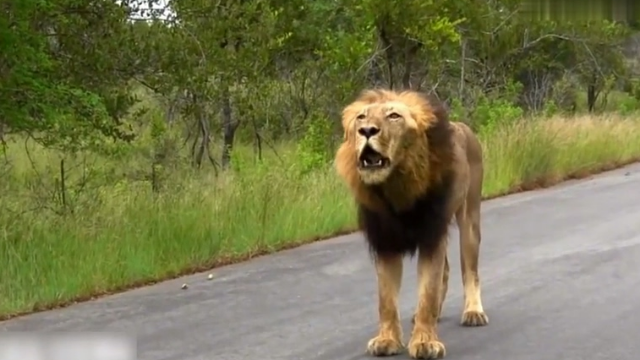 流浪的雄狮饿得连屎都吃还发出悲惨的吼声