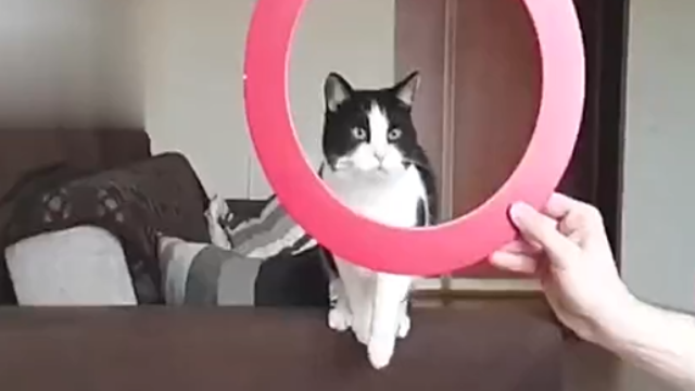 喵戏团的猫比“人”还要聪明,原来驯化猫这么有意思_凤凰网视频_凤凰网