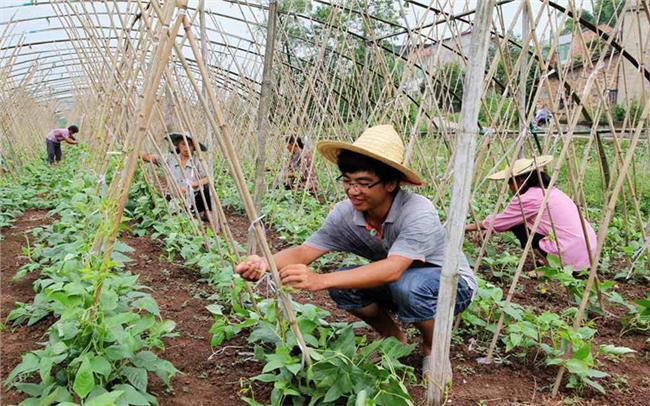 許多人就看準了這個商機,想著包地種植賺錢.