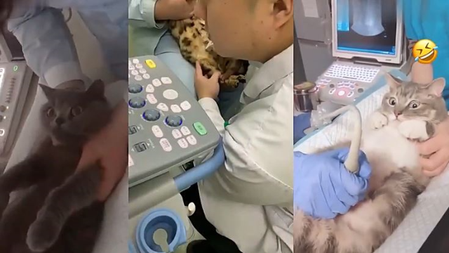 铲屎官带怀孕的小母猫做b超在病床上的猫咪一脸认真地望着屏幕