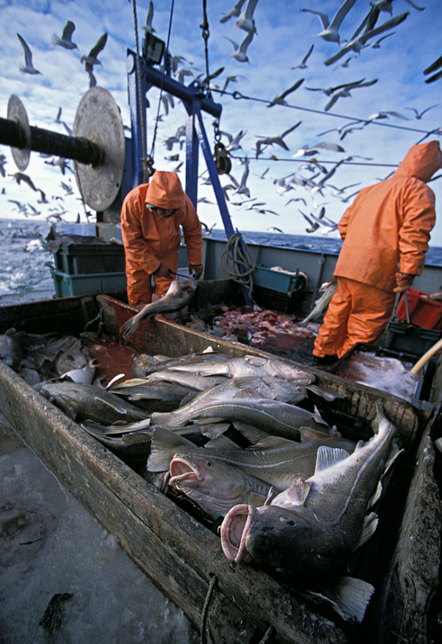 也使得鱼类资源面临过度捕捞,走向枯竭的困境 每年都有大约9000万吨鱼