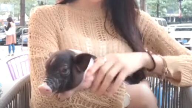 小姐姐带着宠物猪出来散步,太可爱,不知道长大后会不会被吃掉