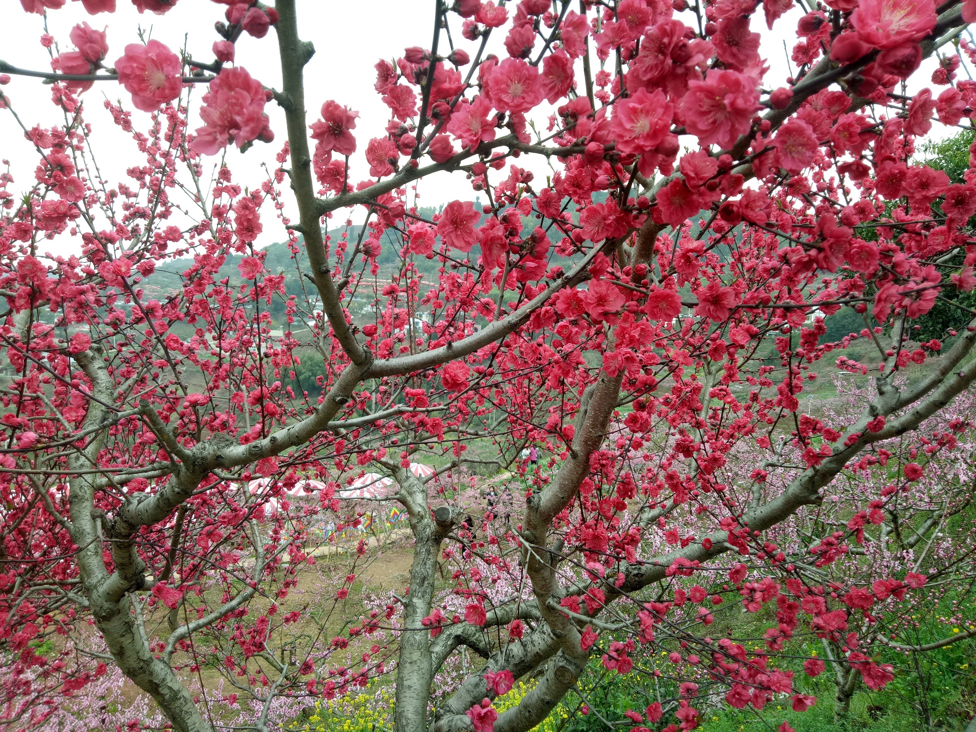 桃花山简谱图片