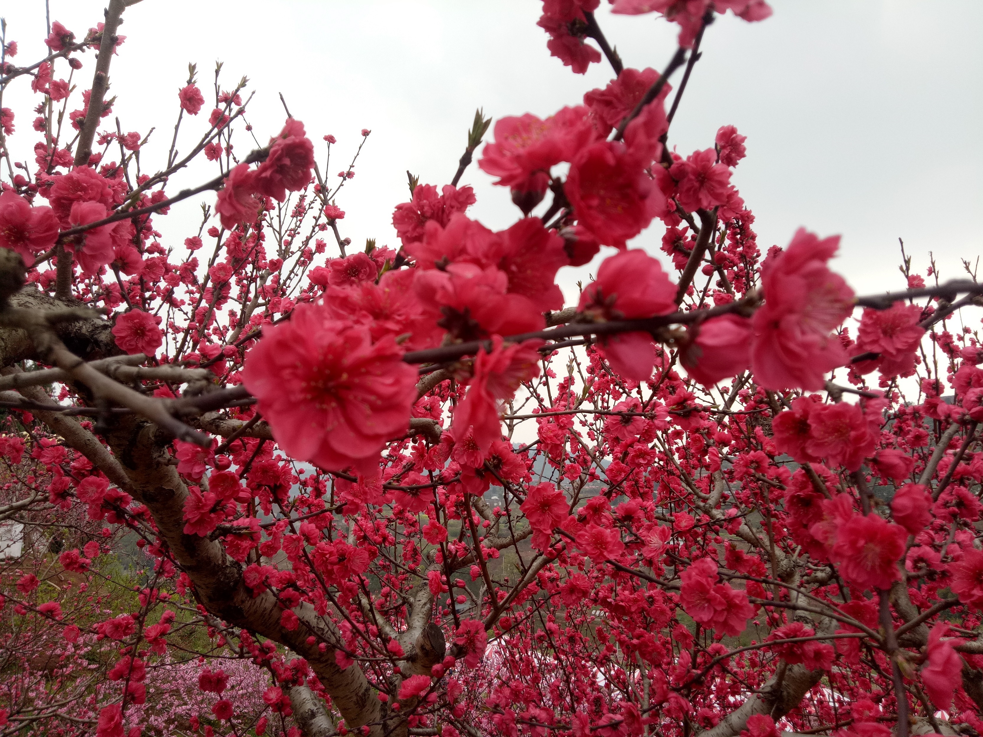 山上的桃花不仅仅是用来观赏的更是为了收获大桃的