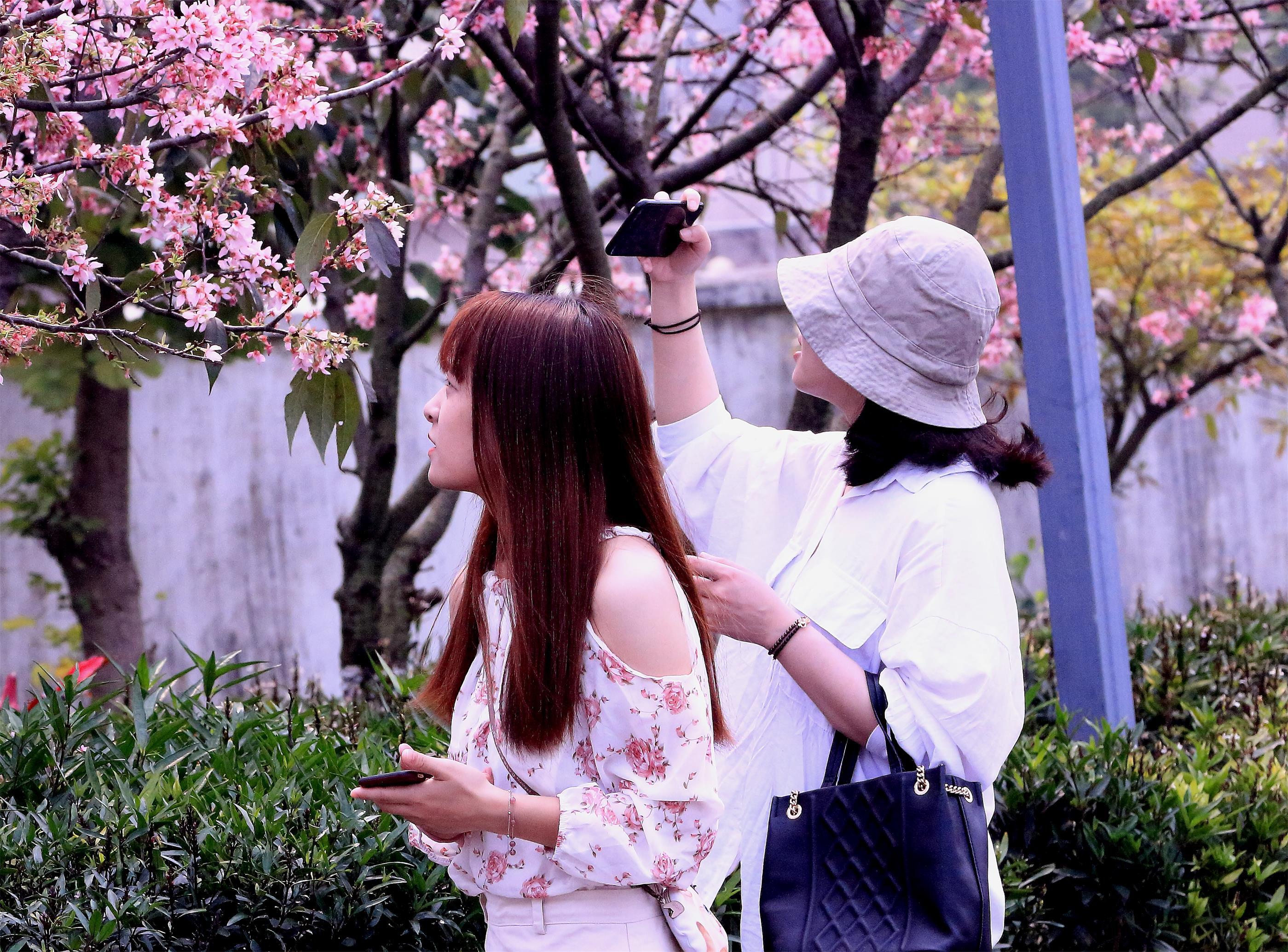 图看东莞假日赏樱花人