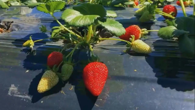 草莓种植园,采摘草莓_凤凰网视频_凤凰网