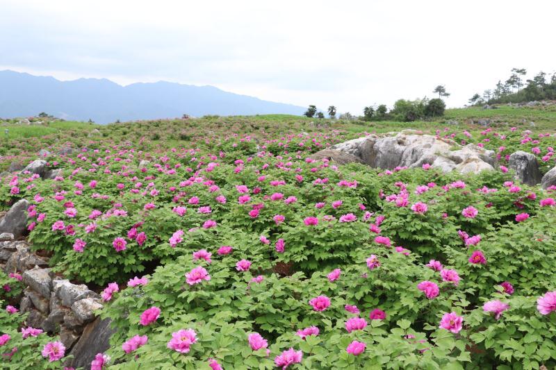 常宁西岭牡丹花地址图片