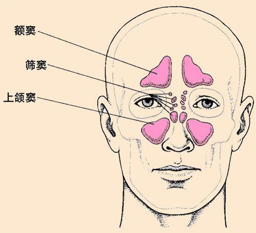 半月皺襞是在眼部結膜內側,相當於低等動物的第三眼瞼,是進化過程中的