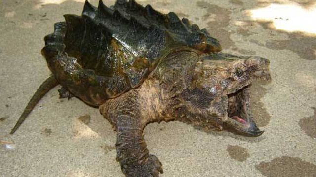 45斤的鳄龟咬合力有多可怕?老外作死实验,隔着屏幕都觉得疼!