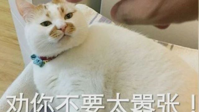 动物网红之猫咪楼楼