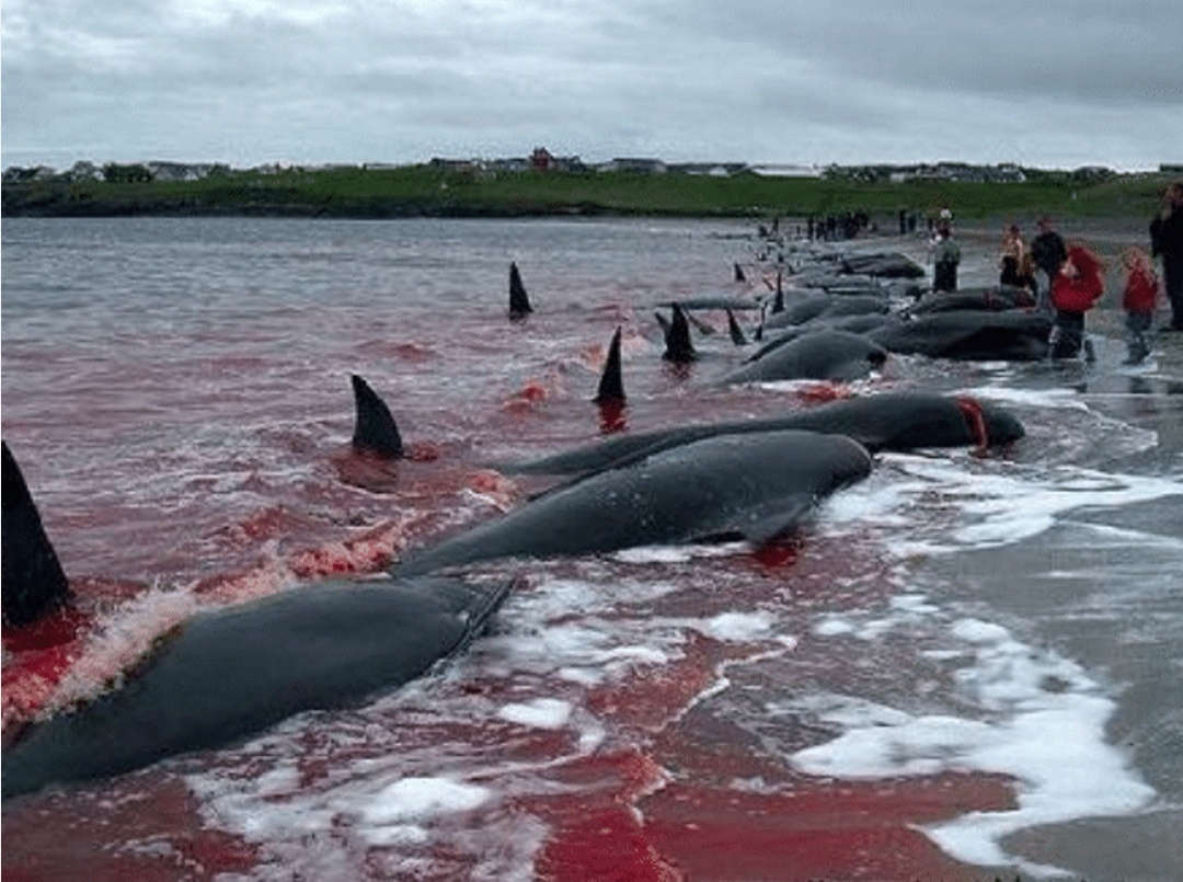 日本重启商业捕鲸,让人不禁回忆起海豚湾里的悲剧