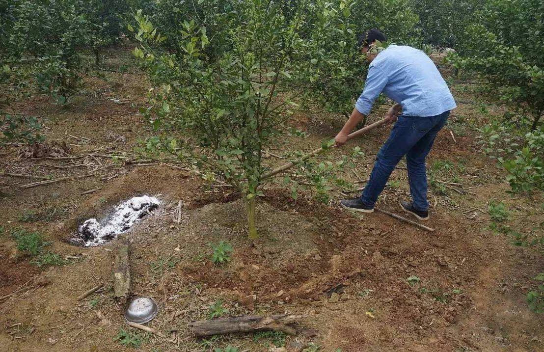 环沟施肥:在树冠滴水线外侧挖宽30～40厘米,深20～30厘米环沟或半环沟