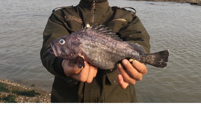 小夥趕海扇貝撿到手軟,發現2斤重的黑頭魚高興壞了