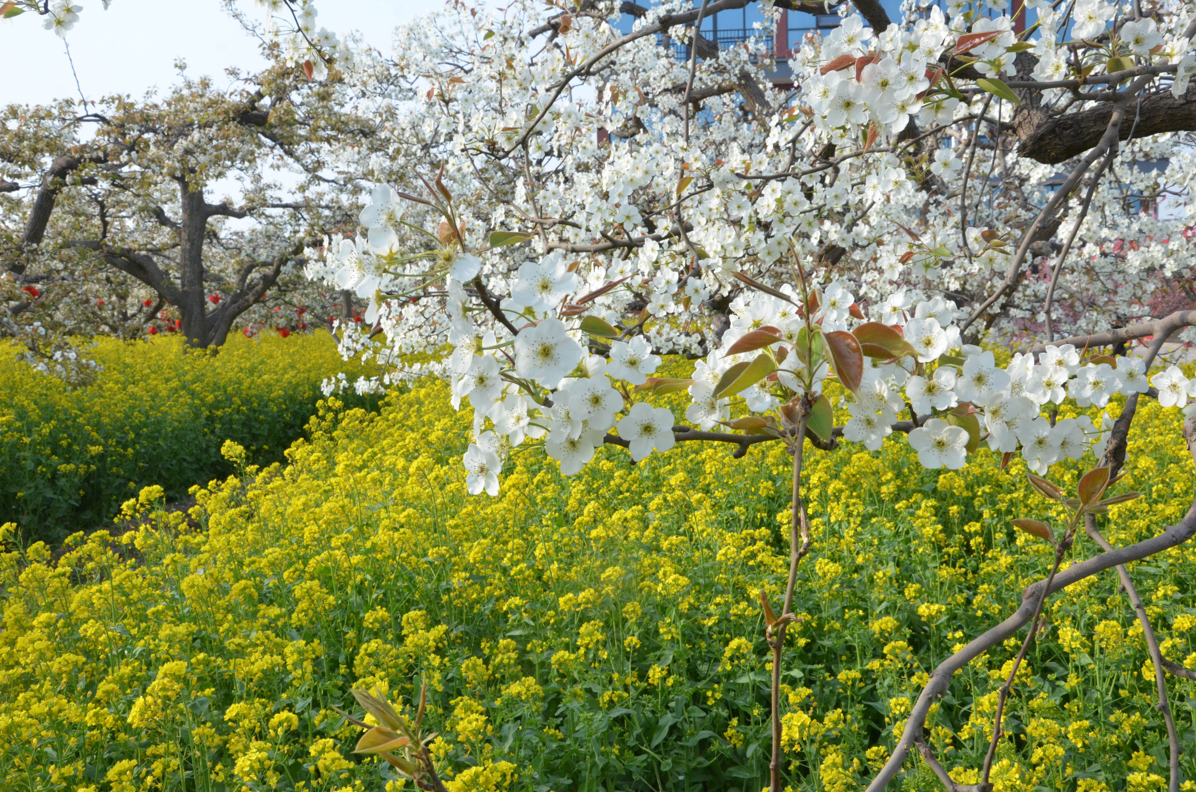 联合北京一道书画院 "素心如雪绘丹青"——大美赵州梨花节采风行活动