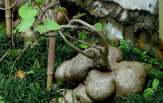 山里这种植物根长在地上叫做地不容农民不知其用处见了就砍