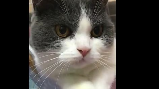 睡醒的小猫咪,一脸懵逼的样子