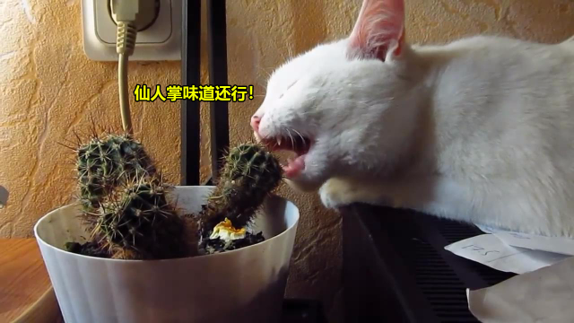 别以为买仙人掌猫咪就不会吃了照样把它给啃了