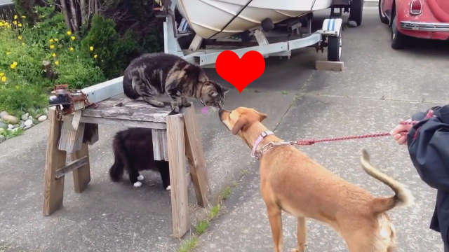 狗狗被一只猫咪追着跑就是要欺负你别给我跑