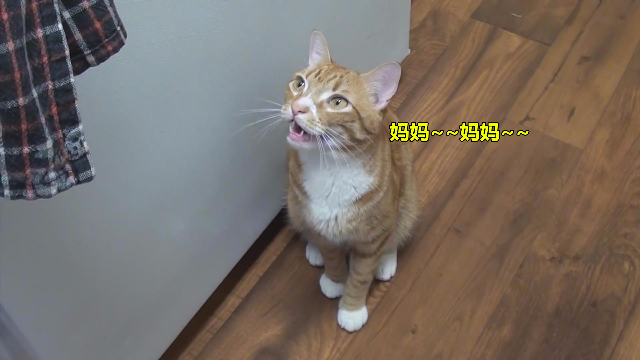 猫咪说!妈妈不是喵喵的叫声,会是什么样子
