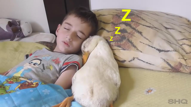 小男孩和一只鸭睡觉就是不知道被子里有没有味道