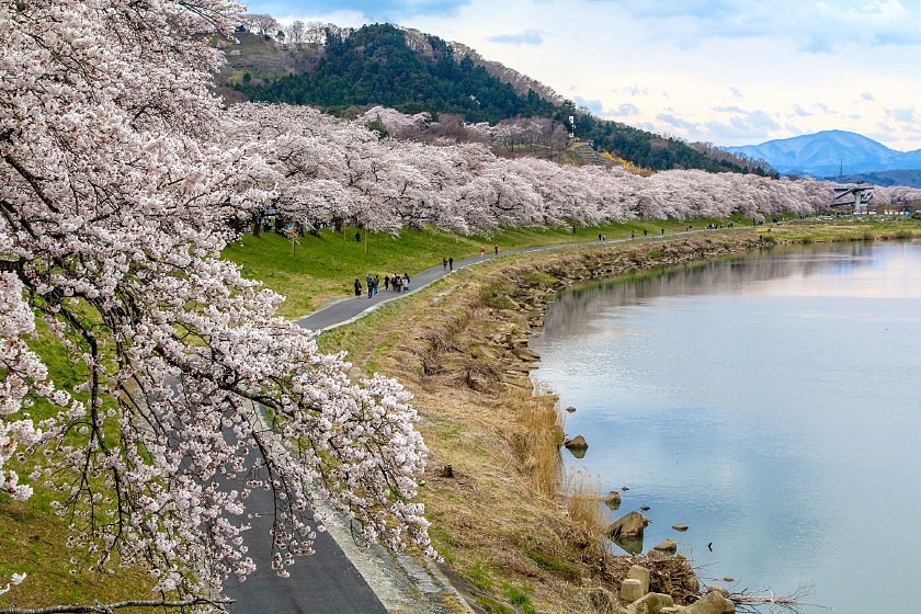 日本最美的河畔赏樱地