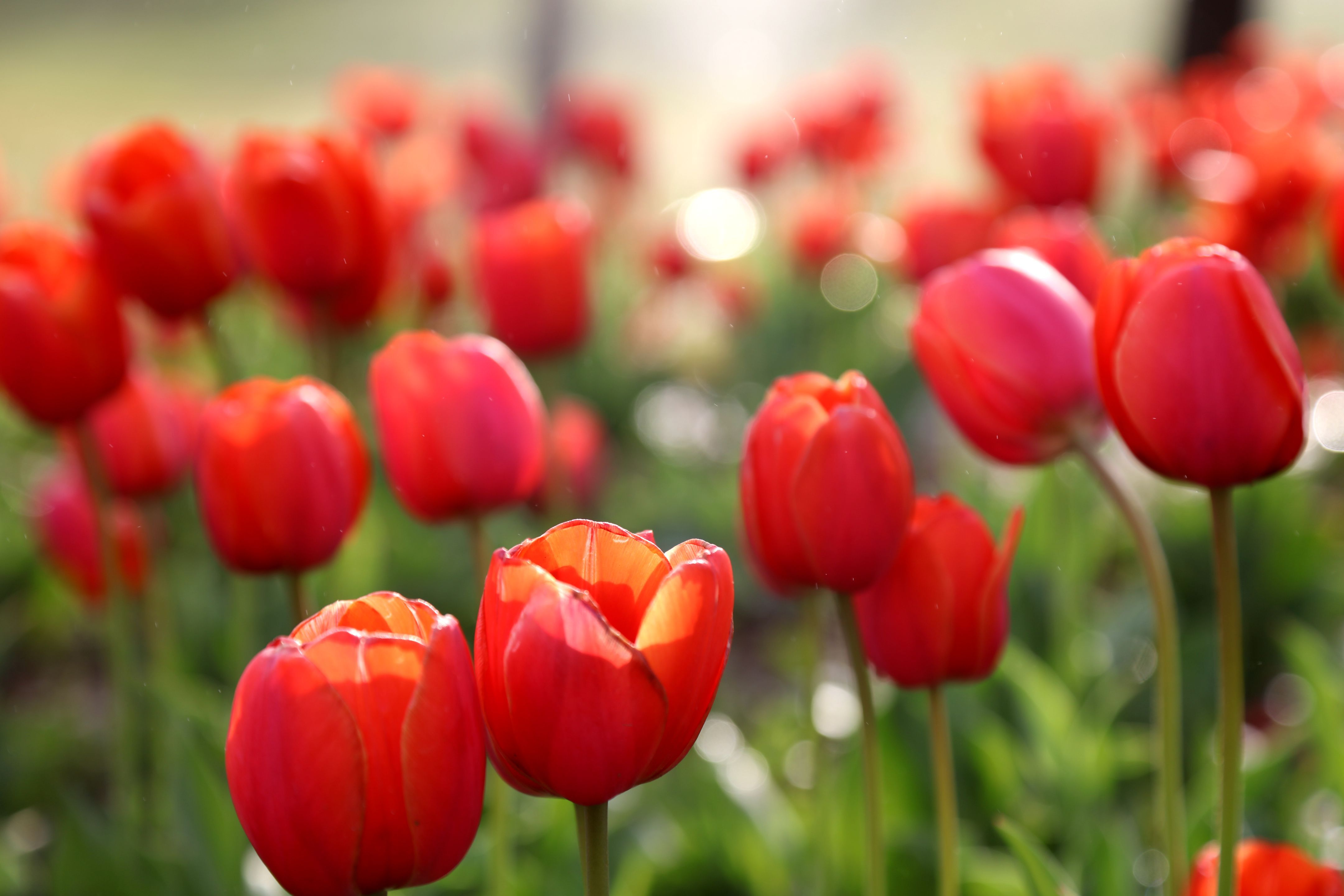 近日,山西临汾涝洰河公园内郁金香竞相盛开迎来游客前来观赏.