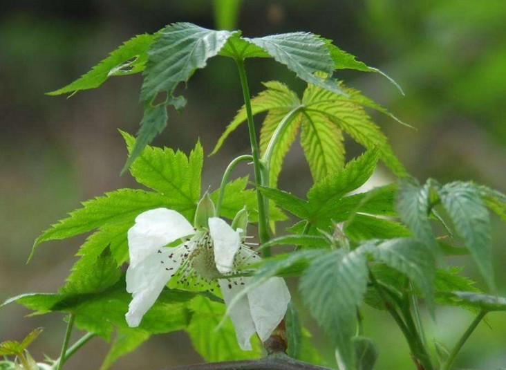 山上的這種野草常被餵豬,葉子比果子值錢,日本稱其為甘蔓茶