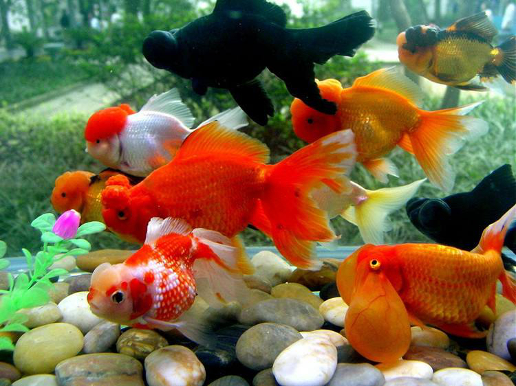 饲养金鱼需要注意的三大要点__凤凰网