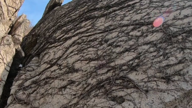 枯藤缠绕巨石就像海底世界动物大战山东临沂这座山真奇幻