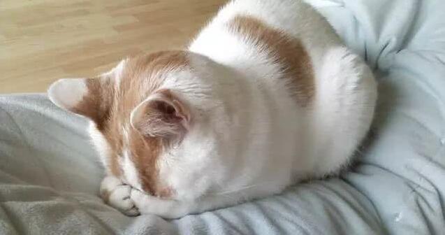 你家的猫咪喜欢埋头睡吗__凤凰网