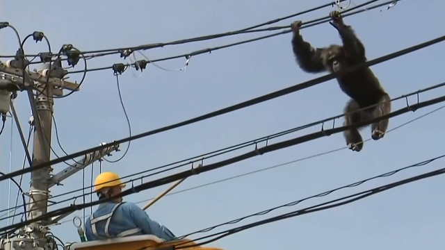 镜头拍下的瞬间猴子爬上高压电线上被电击着火高空摔下