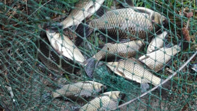 一条破渔网,挂死多少鱼!曾几何时,我们就生活在一张破网里