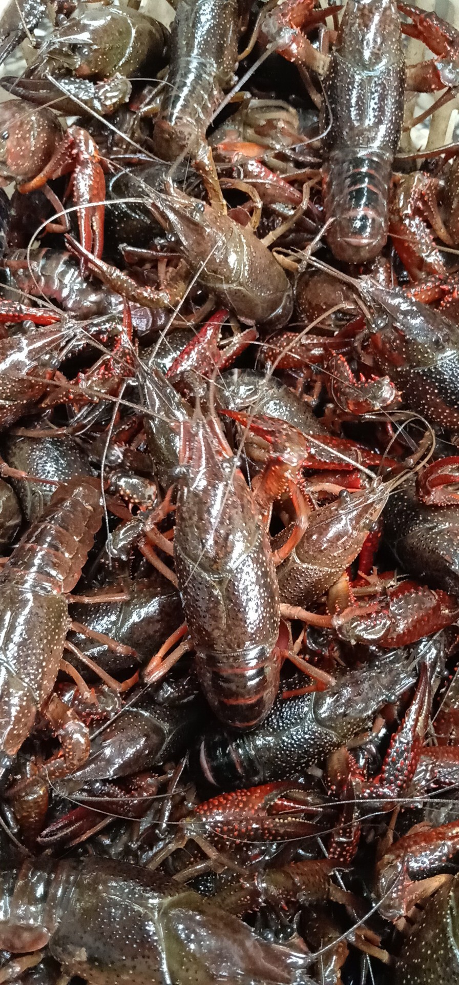 小龙虾 小龙虾大量供货 小龙虾旺季 五月沸腾的季节