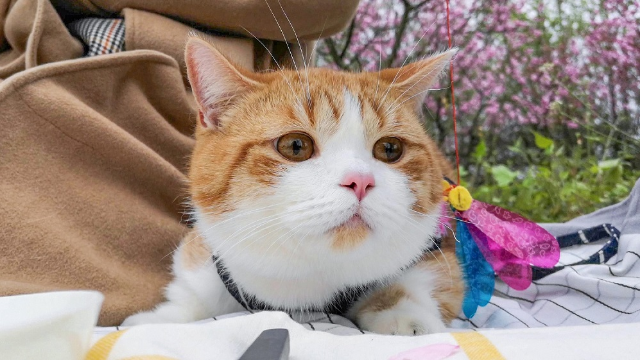 去桃花下郊游野餐橘猫猪皮第一次来直接吃还是走形式