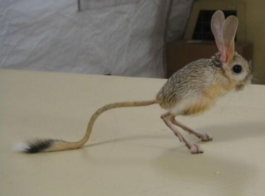 沙漠中的米老鼠__凤凰网