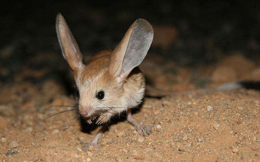 沙漠中的米老鼠__凤凰网