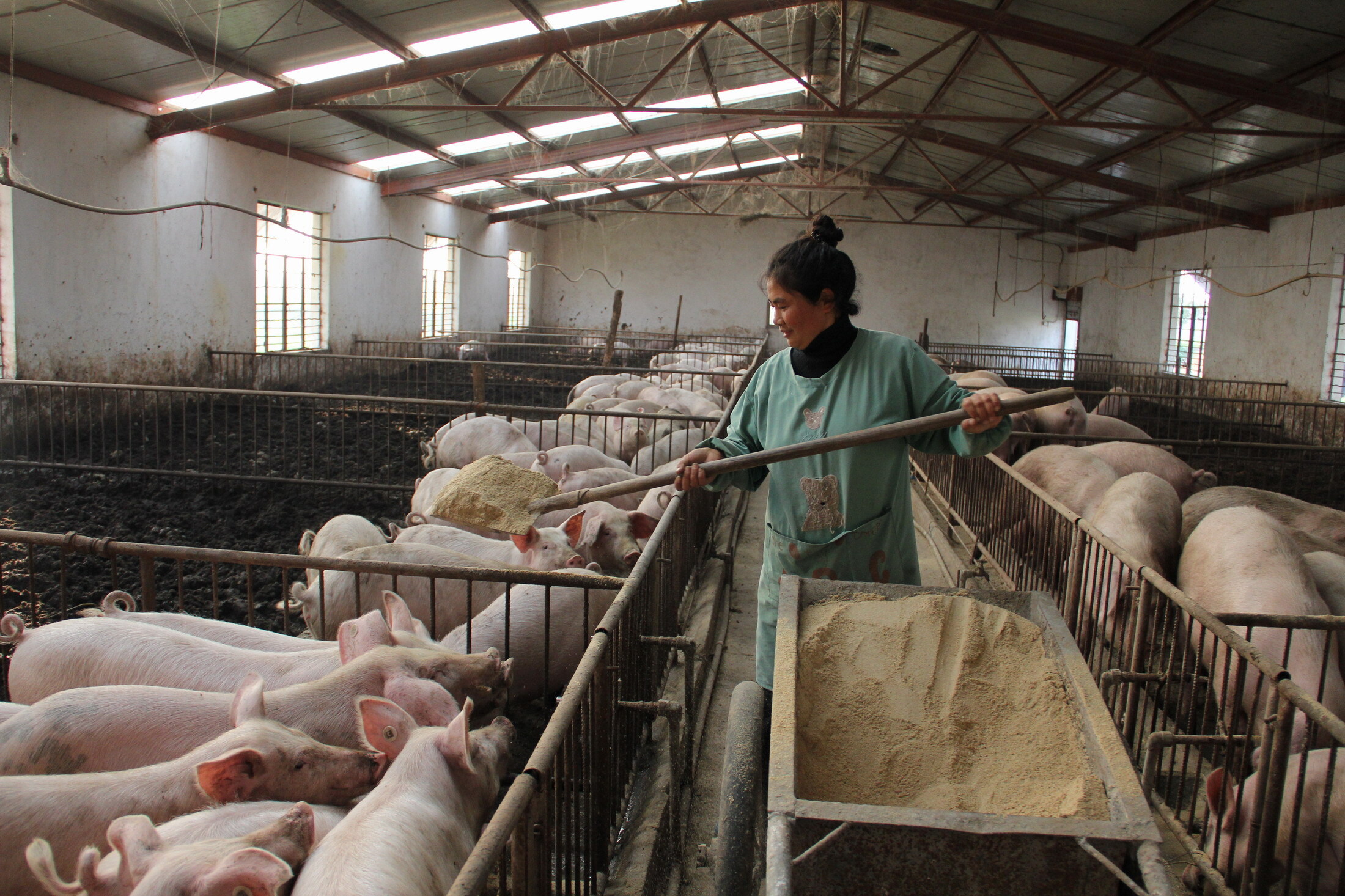第三阶段:7月1日前,年屠宰量5万头以下的生猪屠宰企业全部实现自检.